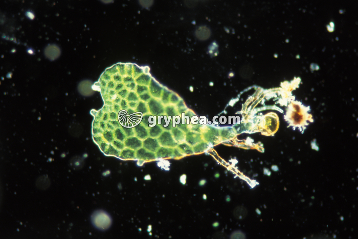 Fougère - Jeune prothalle après germination d'une spore x40 - gryphea.com